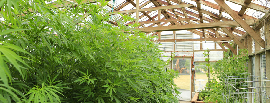 Security Solutions for Apartments in Glendale, AZ